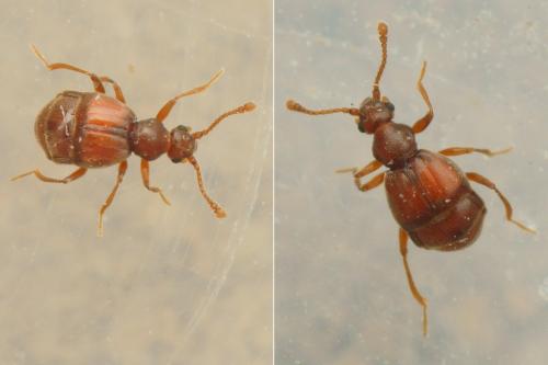 Réf. 273 720 : Reichenbachia juncorum